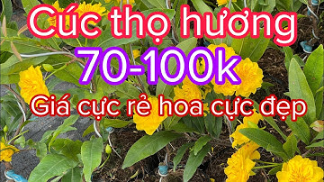 Cúc thọ hương 70k/cây, 0397142252 hoặc 0947873959