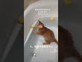 お風呂好き猫と、我が家のお風呂手順