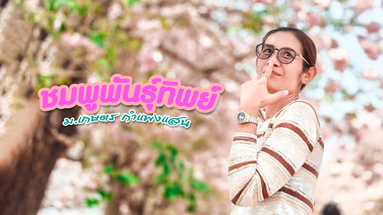 ชมพูพันธุ์ทิพย์บานแล้ว! เปลี่ยนเมืองไทยให้กลายเป็นญี่ปุ่น #ตากล้องกากๆอยากพาเที่ยว #ชมพูพันธุ์ทิพย์