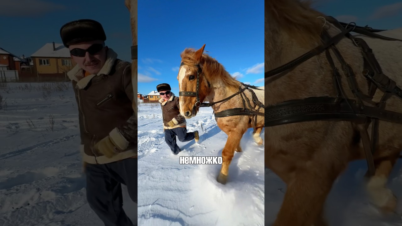 Даже коню нравиться меховая шапка 🐴