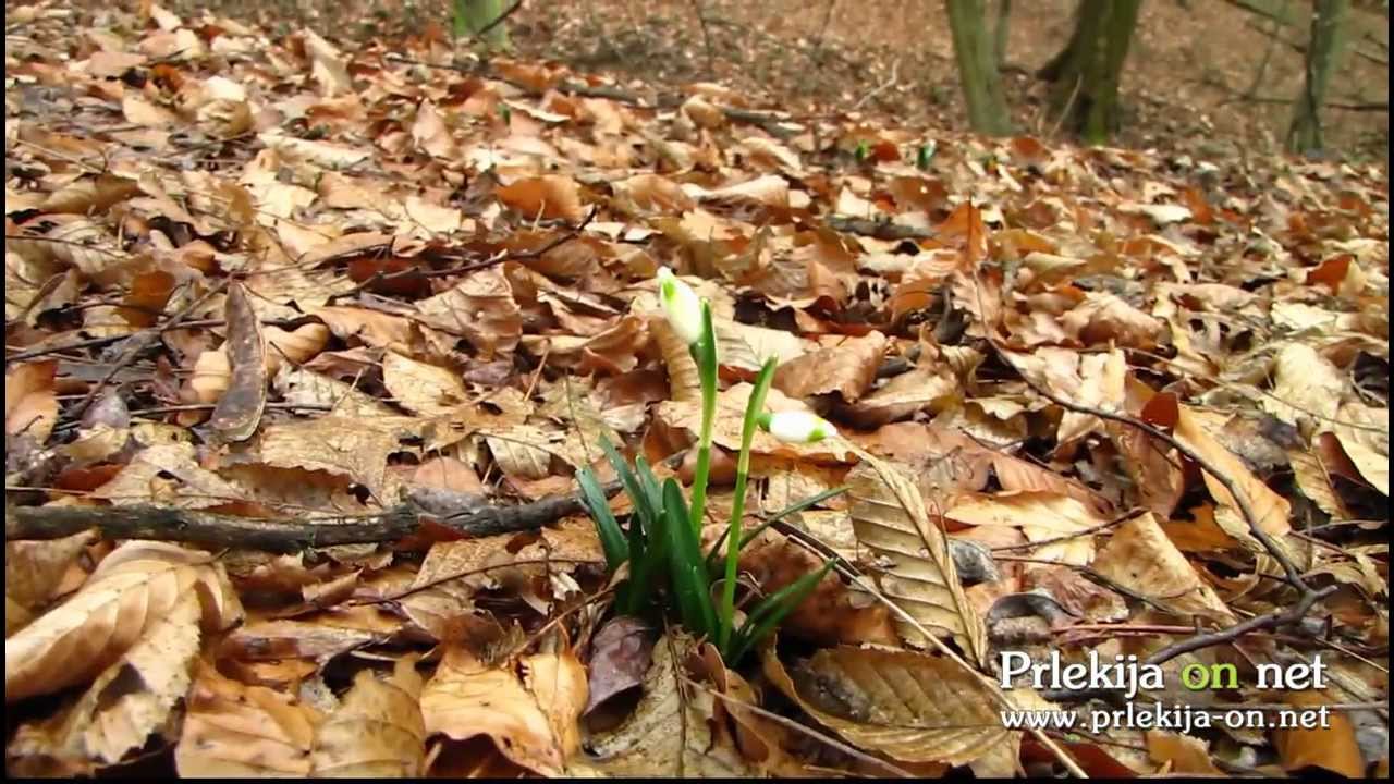 Zvončki že cvetijo sredi januarja