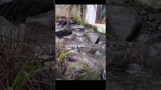 gunakan waterpass untuk membuat spillway #kolamnatural #naturalpond #waterfall