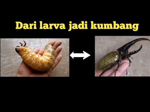 Video: Kami Melawan Larva Kumbang Mei