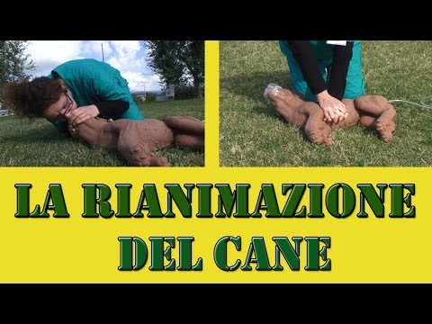 COME SALVARE IL TUO CANE: LA RIANIMAZIONE CARDIO POLMONARE - SOS VETERINARIO