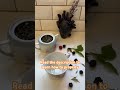 Raspberry Leaf Tea. How to ferment leaves