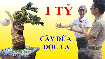 Cây dừa ra lá giống rồng, chủ đang hô bán giá 1 tỷ đồng II ĐỘC LẠ VIỆT NAM