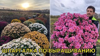 Хризантема мультифлора. 10 главных советов по выращиванию!