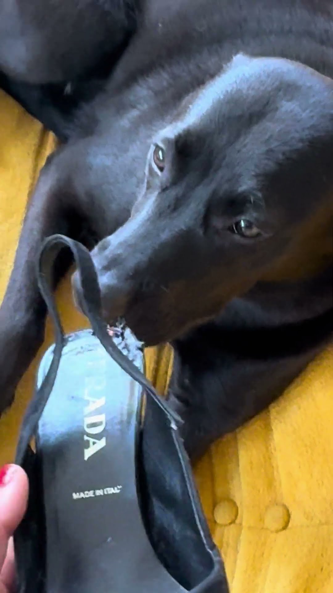 Pup Eats Prada Shoe || ViralHog