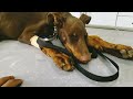 Doberman Ares Kanl脹 Ishal Hastal脹g脹na Yakalan D脹 Parvoviral Doberman Ares Kanl脹 Ishal Hastal脹g脹na Yakalan D脹 Parvoviral