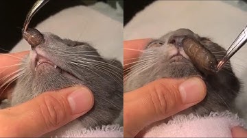 Removing A Huge Botfly Maggot Inside A Cat