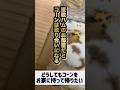 【コーンがめちゃくちゃ喜ぶと聞いて与えてみたら】 #ゴールデンハムスター #ハムスター #ゴルハム #hamster #癒し #小動物 #かわいい #ペット #動物 #可愛い