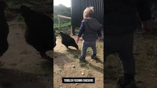 Toddler Feeding Chickens #Shorts #homesteading