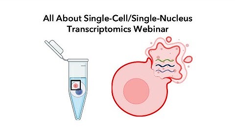 All About Single-Cell/Single-Nucleus Transcriptomics