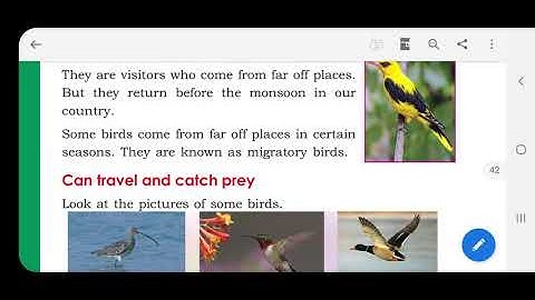 class 4 wonder world of bird