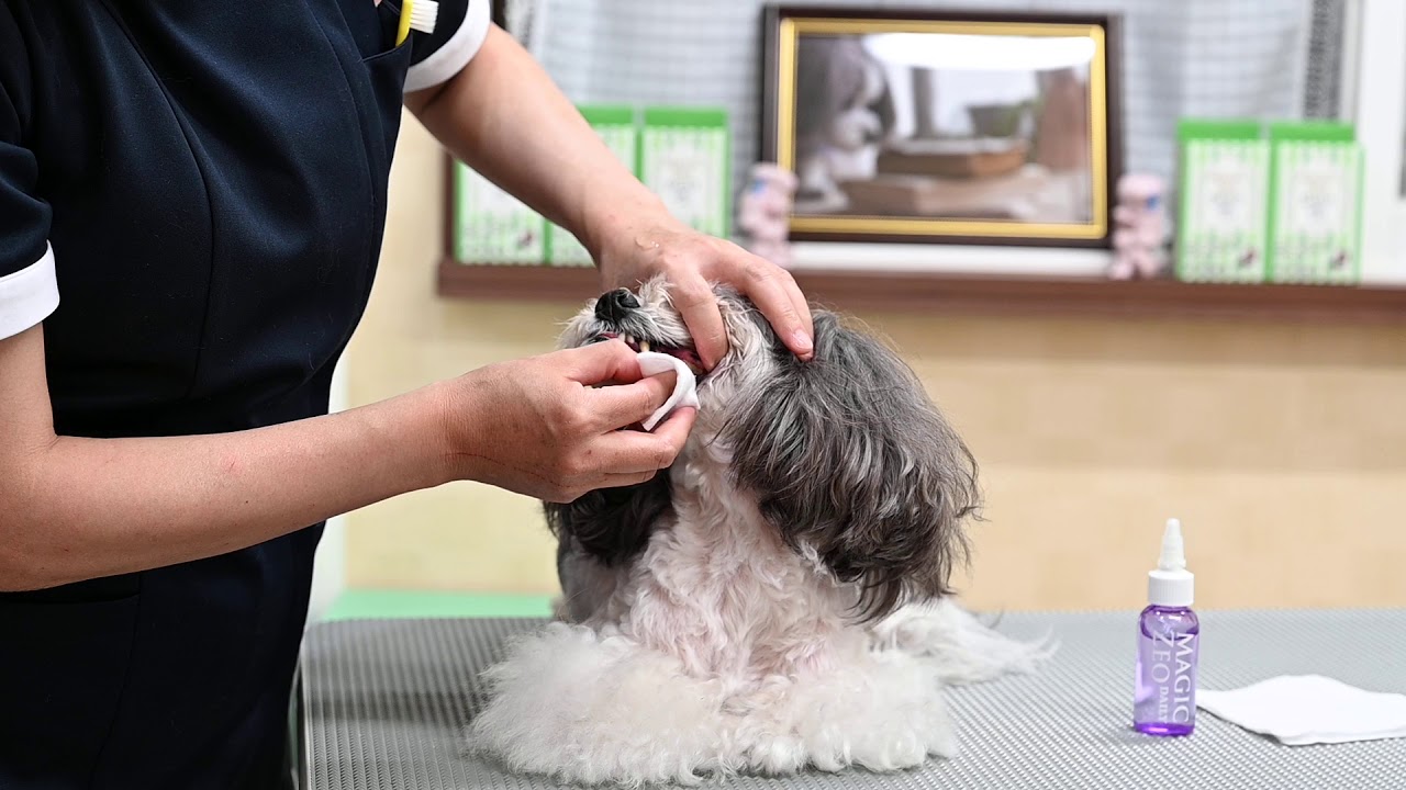 犬の歯磨き コットンorガーゼを使った歯磨き Youtube 犬の歯磨き コットンorガーゼを使った歯磨き Youtube