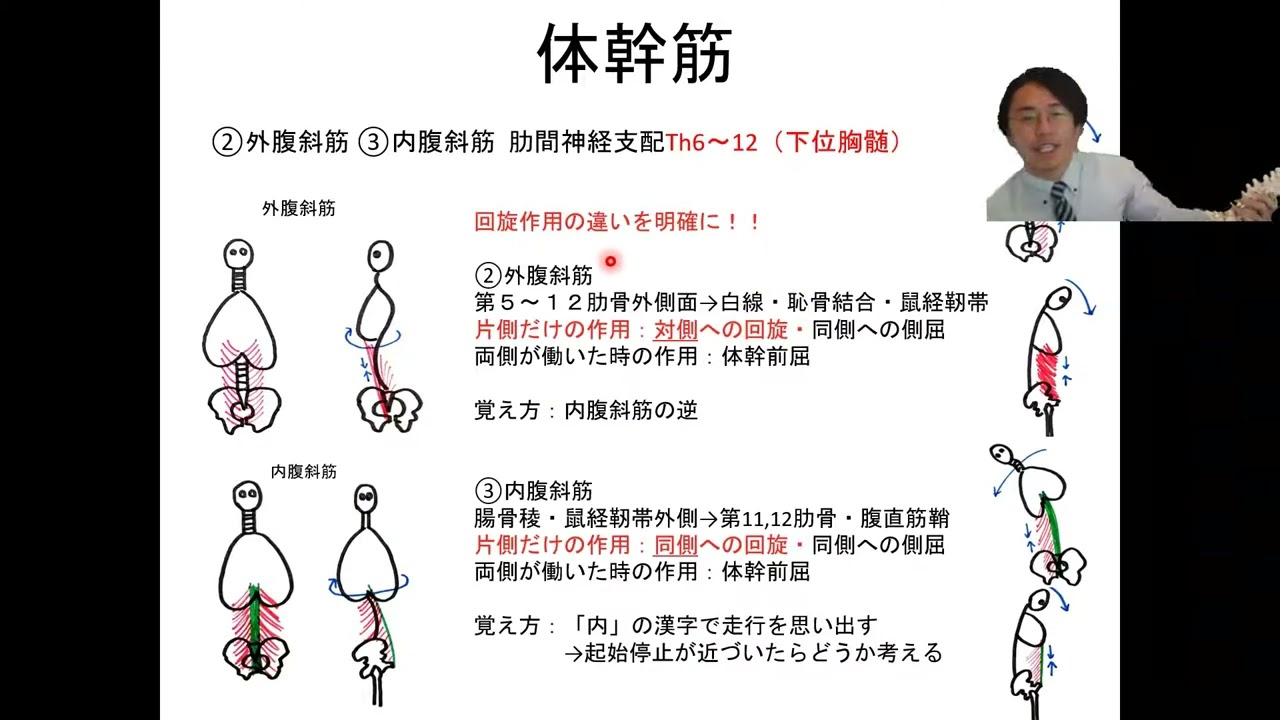 71 体幹 腹筋群をマスター！｜筋の起始停止・運動学映像授業を全公開！