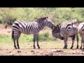 Maasai Mara Zebras Fighting