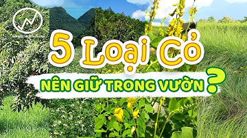 5 LOẠI CỎ NÊN CÓ TRONG VƯỜN CỦA BẠN