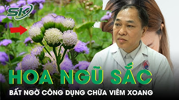Bất ngờ công dụng chữa viêm xoang của hoa ngũ sắc | SKĐS