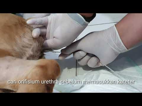 Video: Kista Saluran Sperma Pada Anjing