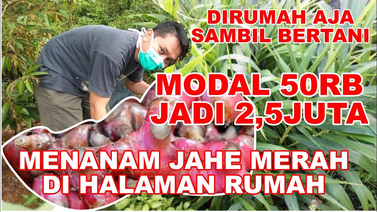 DI RUMAH AJA SAMBIL BERTANI JAHE MERAH (Modal 50K, bisa dapet 2,5Jt)