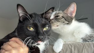 Disabled cat is so happy to make a friend