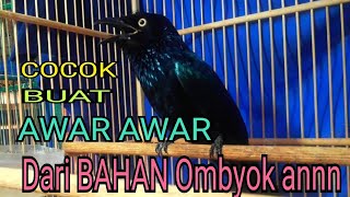 Burung Awar Awar Gacor dari Bahan Ombyok an.