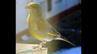 Зеленушка в кормушке Зеленушка в кормушке