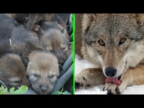 Video: Le 10 migliori ragioni per cui i cani sono vincenti alla vita