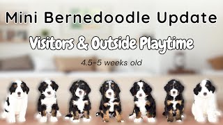 UPDATED VIDEO OF OUR MINI BERNEDOODLE PUPPIES | 4.5-5 WKS OLD