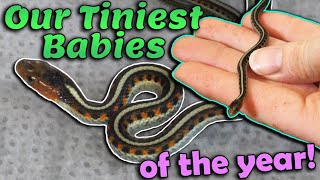 We had a SECOND Litter of Red-Sided Garter Snakes!!