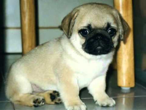 Pugs.."You Must Have Been A Beautul Baby"