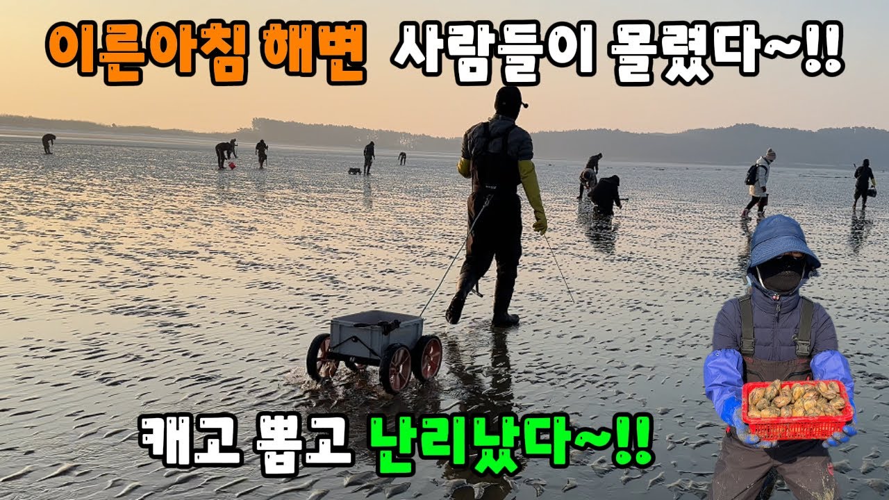 이른아침 해변에 수많은 사람들이 몰렸다~!! 캐고 뽑고 난리났다~!!