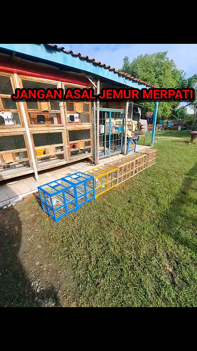 Banyak kesalahan saat penjemuran merpati#videoshort #pageforyou #pigeon#merpati