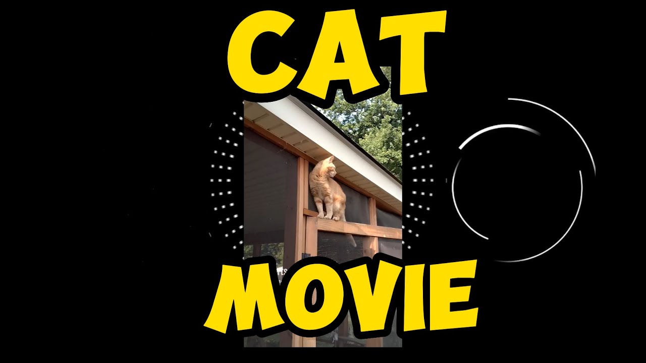 Cat Movie Evening Premiere With The Cat Family YouTube cat-movie-evening-premiere-with-the-cat-family-youtube