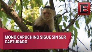 Así de fácil puedes comprar un mono capuchino por internet - YouTube