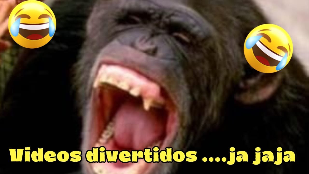 Videos de Risa [ Videos de Risa de Animales 2024 ]🤣 - YouTube