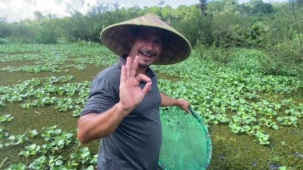 Pescaria de bettas selvagens muito top das galáxias