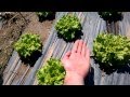 Как в Европе растет листовой САЛАТ Europe Portugal planting lettuce