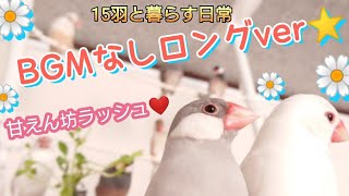 【文鳥】BGMなしロングver♪15羽と暮らす日常は甘えん坊との戦い。笑