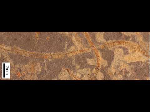 Das früheste Leben der Erde: KI enthüllt 3,3 Milliarden Jahre alte Biosignaturen