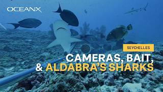 We Put Bait on a Camera in the Middle of the Ocean | OceanX in Aldabra