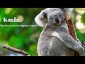 5 Animals That Don’t Drink Water