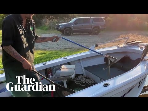 Snake catcher wrangles stowaway tiger snake