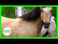 Relax With Wild Horses - Mustang Horse - Sleep Relaxing Meditation Music 2 hours -Screensaver