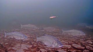 ИХ ТЫСЯЧИ НА ДНЕ! Рыба собралась в ОГРОМНЫЕ СТАИ! Рыбалка с подводной камерой на НИЖНЕЙ ВОЛГЕ