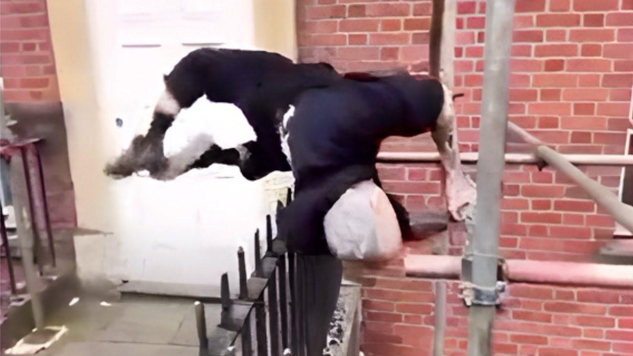 Best Of British 16 | British Memes | Funny Videos