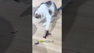 Ulet bulu yang suka kepo