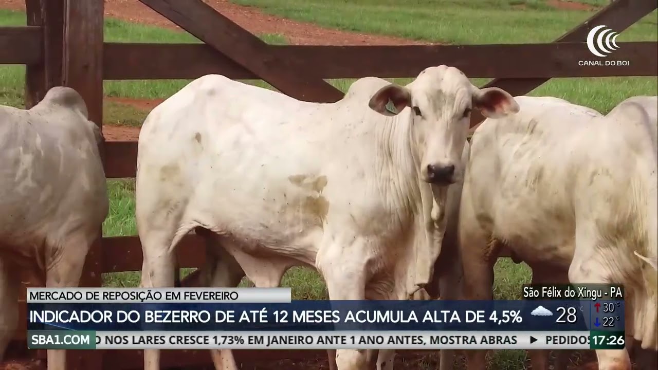 Preços do boi gordo seguem firmes na reta final de fevereiro