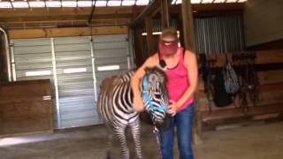 Teaching you zebra or horse a head-hug to help with bridlin